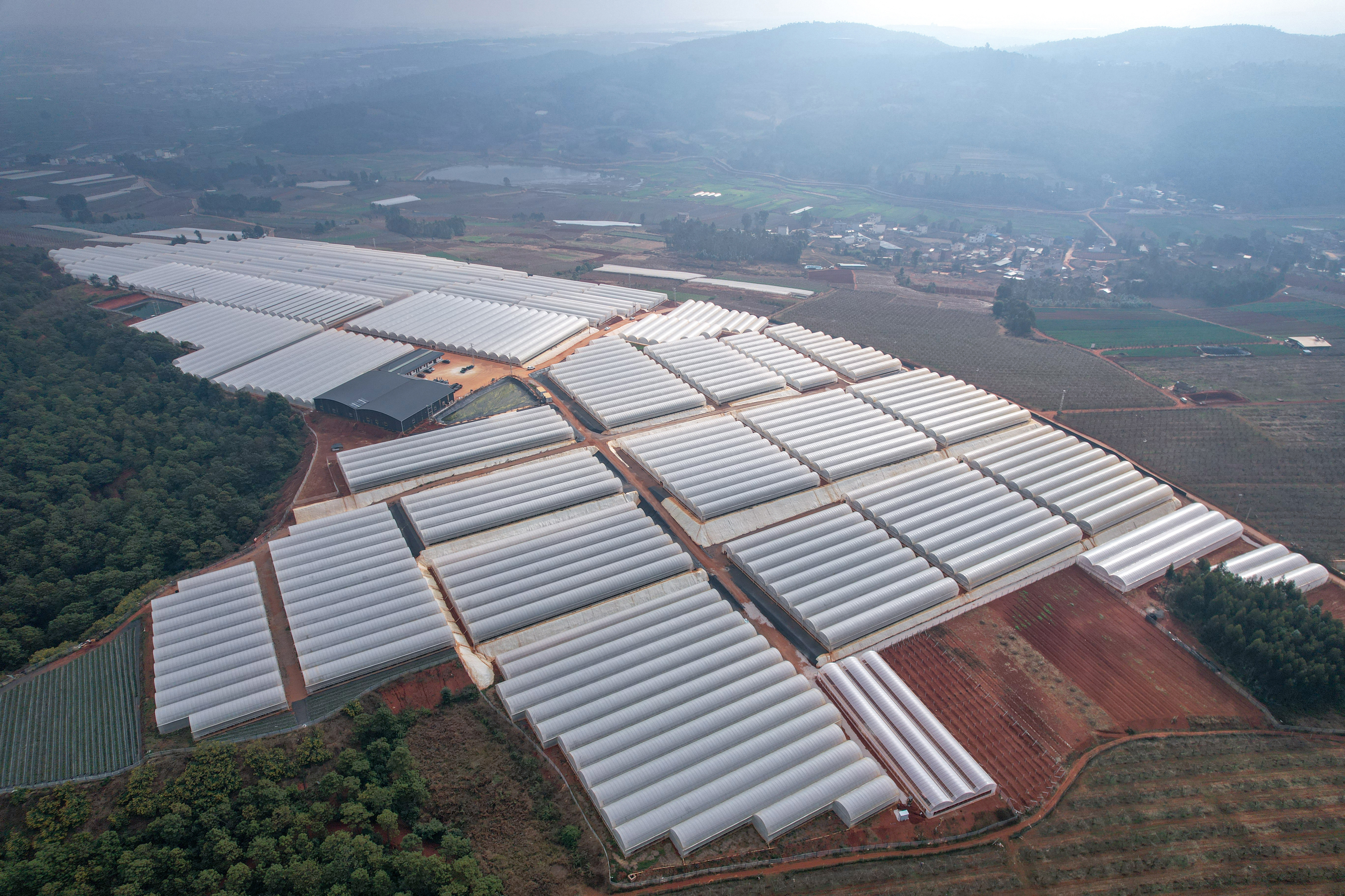 弥勒市东风平地农业种植建设项目一期顺利实现大棚主体移交工作